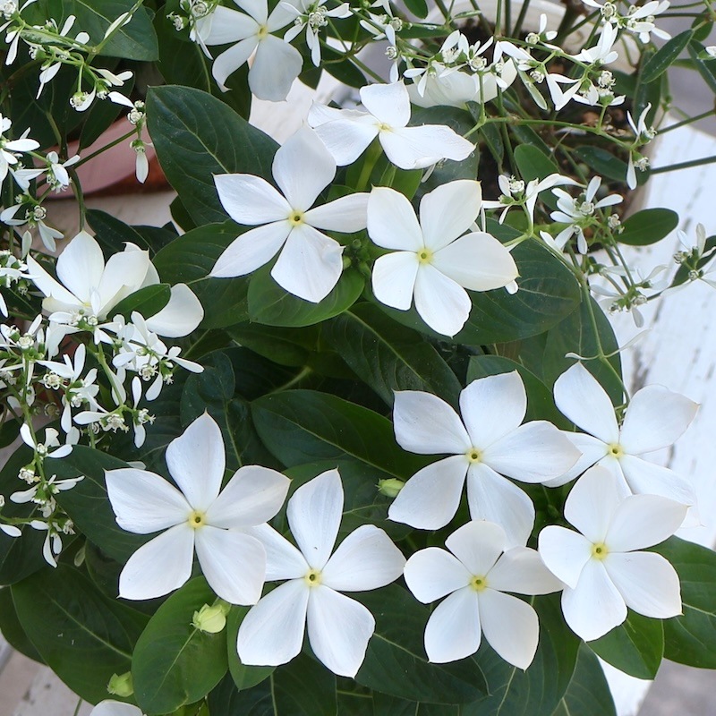 七宝内銀草花文盃 2客 送料無料 総銀張七宝酒杯 小 | SUWAプレミアム