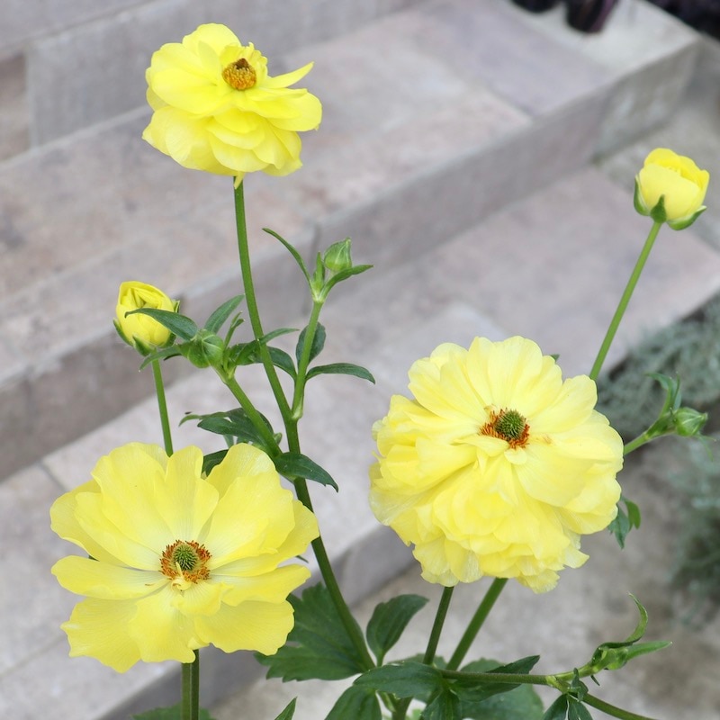 画像(最後3枚)の現品1点のみ☆ラナンキュラス・ラックス「ピュタロス