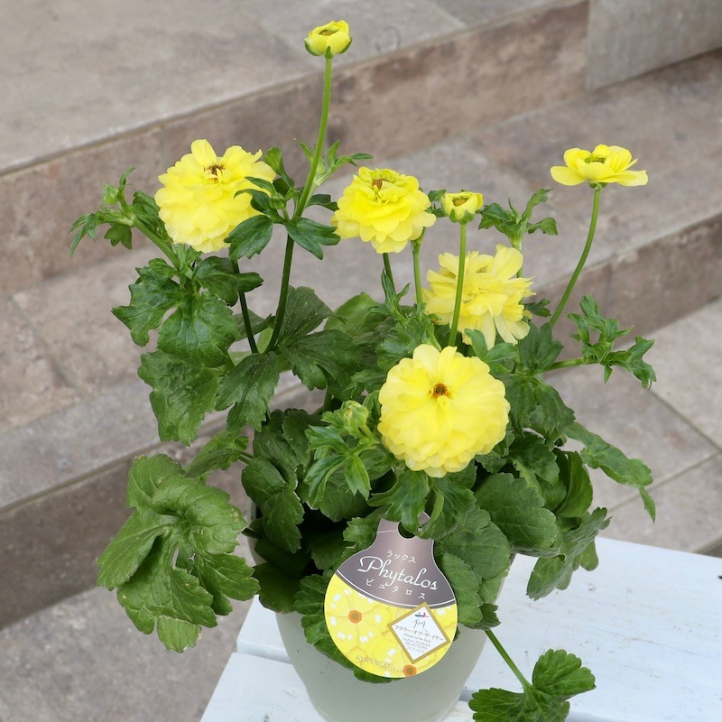 画像(最後3枚)の現品1点のみ☆ラナンキュラス・ラックス「ピュタロス