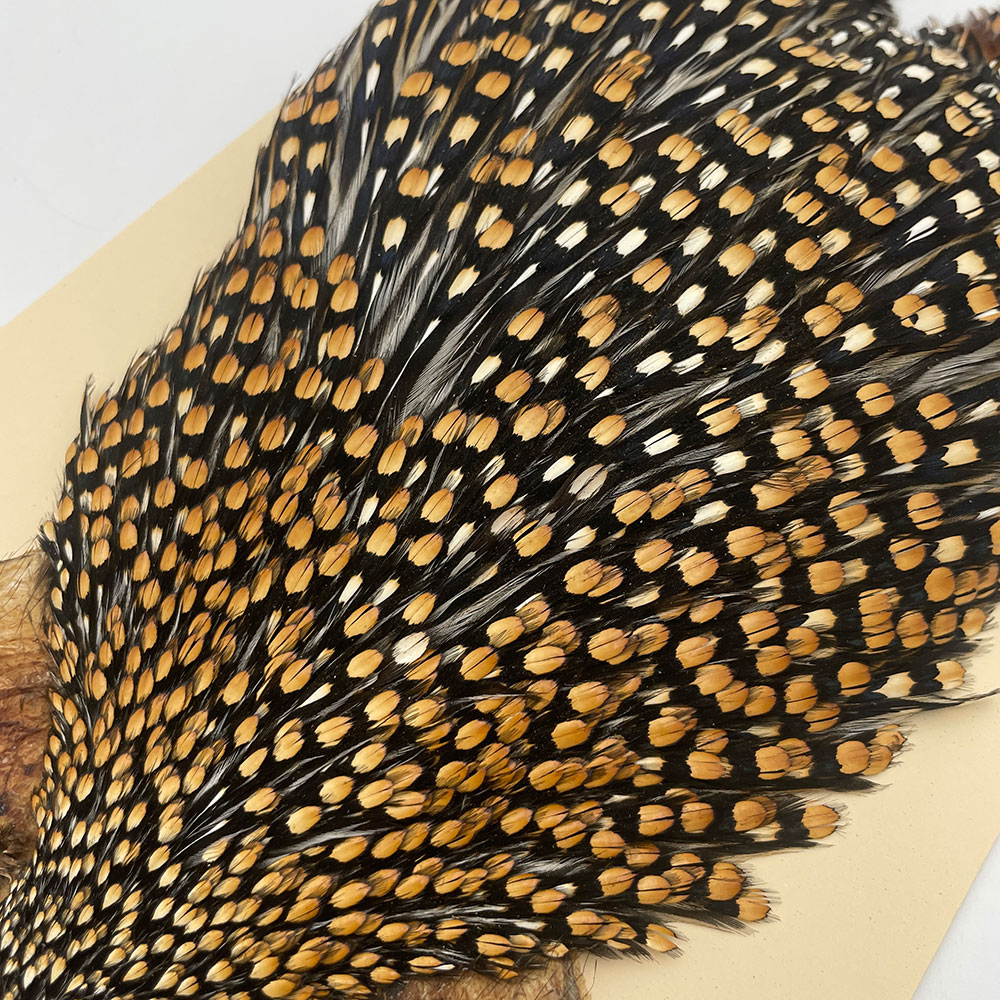 Ken-Cube ジャングルコック Grade SA （No.9）