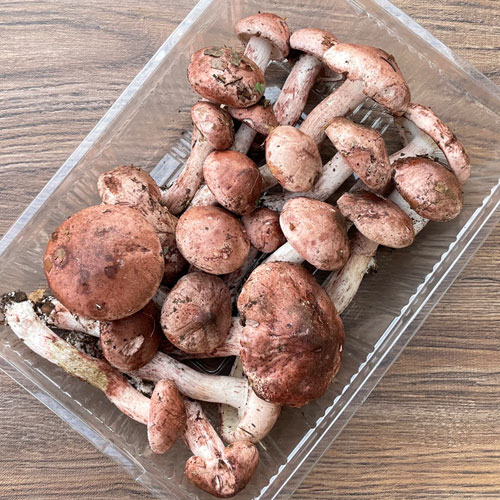 天然 桜しめじ （ サクラシメジ ） 産地直送 販売 【 天然きのこ山菜