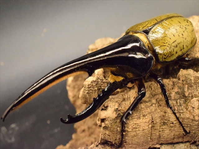 美形】ヘラクレス・ヘラクレス155mmペア | 外国産カブトムシ 成虫 | 極