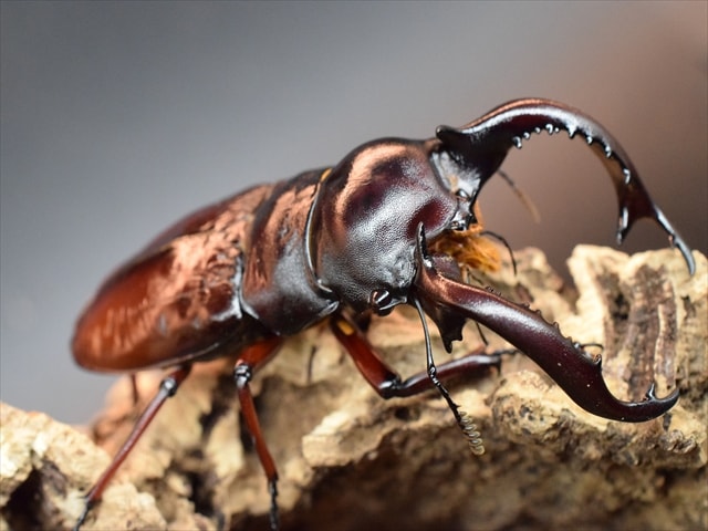 超LLサイズ】フォルスターフタマタクワガタ（ニシ）80mmペア