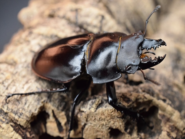 ♂単品】ヤエヤママルバネクワガタ | 国産クワガタ 成虫 | 極