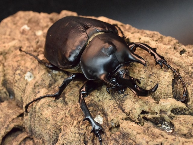大型ペア】アクティオンゾウカブト（アクタエオンゾウカブト）【新成虫