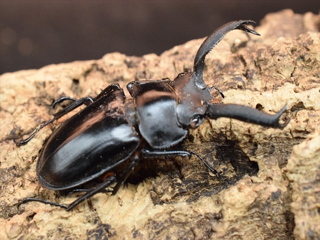 標本用】ディディエールシカクワガタ54mm | すべての商品 | 極