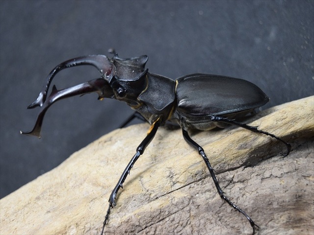 新成虫】ユダイクスミヤマクワガタ86mmペア | 外国産クワガタ 成虫 | 極