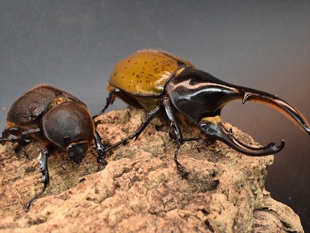 希少】ヘラクレスリッキー133mmペア【ウカヤリ産】 | 外国産