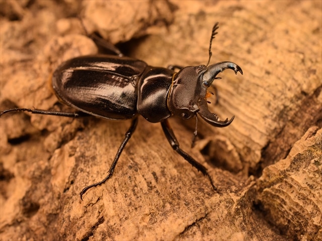 希少】ミクラミヤマクワガタ30mm産卵安心セット | 国産クワガタ 成虫