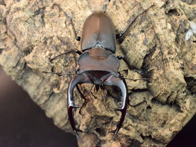 ユダイクスミヤマクワガタ86mmペア | 外国産クワガタ 成虫 | 極