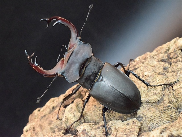 ユダイクスミヤマクワガタ86mmペア | 外国産クワガタ 成虫 | 極