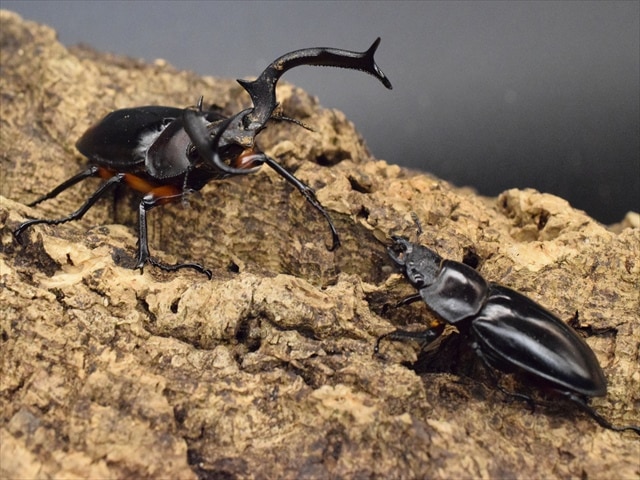 新成虫】ディディエールシカクワガタ69mmペア | すべての商品 | 極
