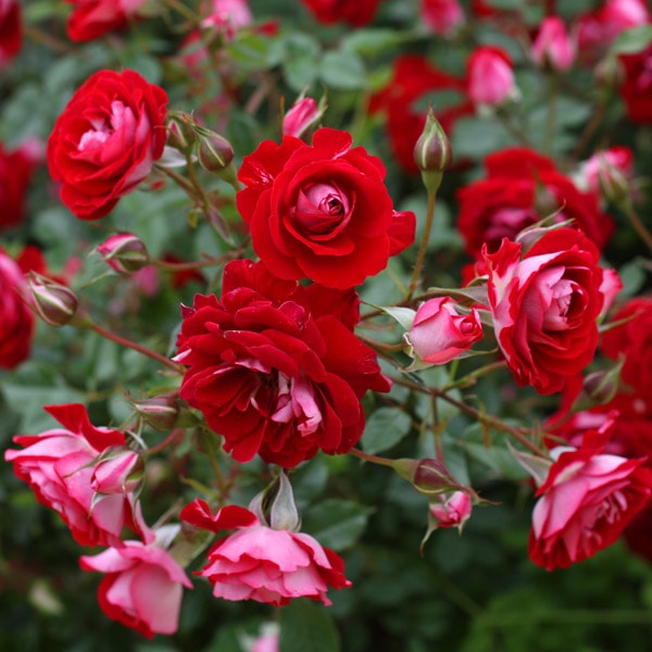 バラ苗 図鑑 ショートケーキ Shortcake 国産ノイバラ台木使用 | 系統