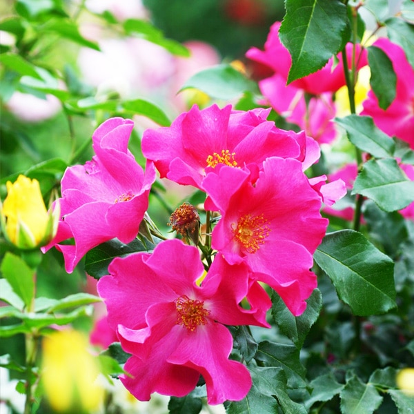 バラ苗 図鑑 プレイガール Playgirl 国産ノイバラ台木使用 | 系統から