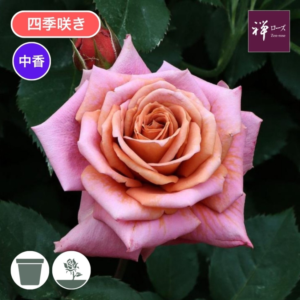 バラ売り可 シェリプラス 2026年1月号 切り取りあり シェリプラス2026