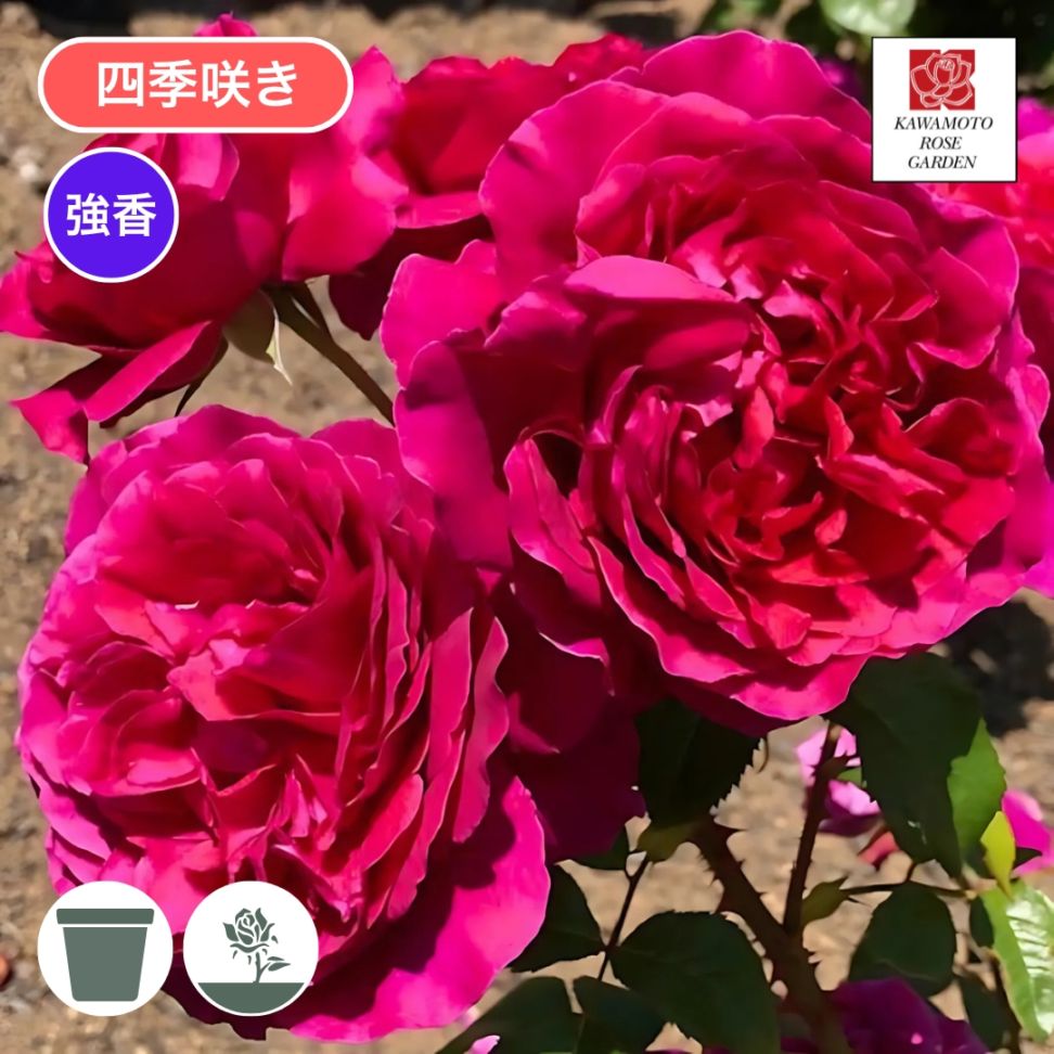 バラ苗 大苗 2026 彩 あや Aya 国産ノイバラ台木使用 | 大苗 2026