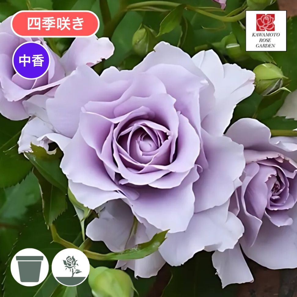 バラ苗 大苗 2026 爽 そう Sou 国産ノイバラ台木使用 | 大苗 2026