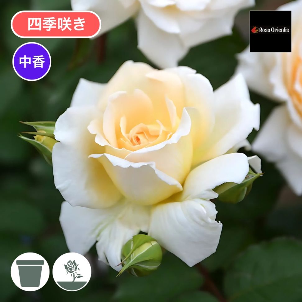 バラ苗(入手困難廃盤品種) 超激レア種 接ぎ木大苗 アール・デコ バラ苗