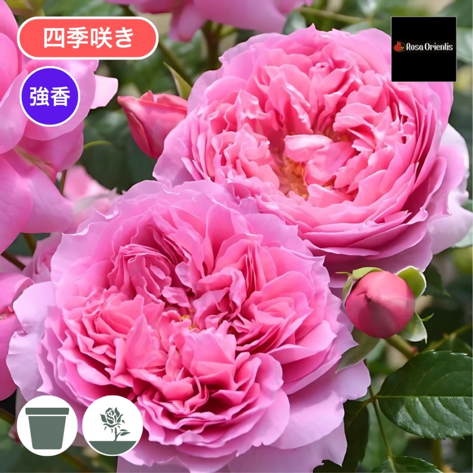 バラ苗 予約新苗 2026 プリマヴィスタ Prima vista 国産ノイバラ台木