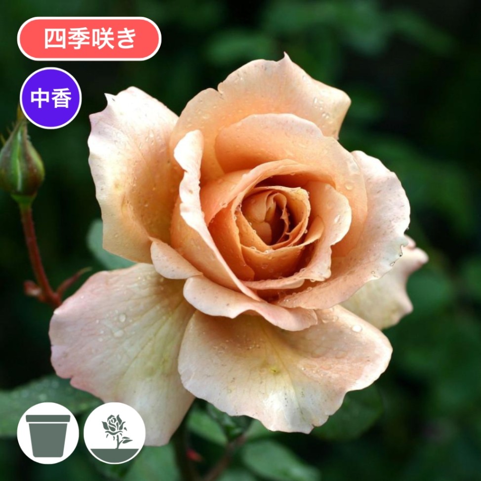 バラ苗 大苗 2026 ジュリア Julia 国産ノイバラ台木使用 | 大苗 2026