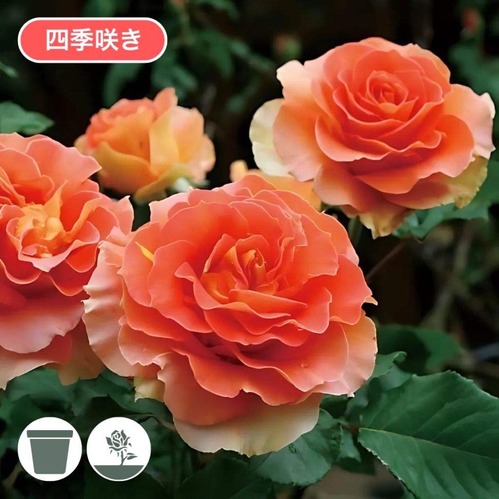 バラ苗 大苗 2026 ブラス バンド Brass Band 国産ノイバラ台木使用