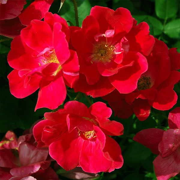 バラ苗 図鑑 ノック アウト Knock Out 国産ノイバラ台木使用