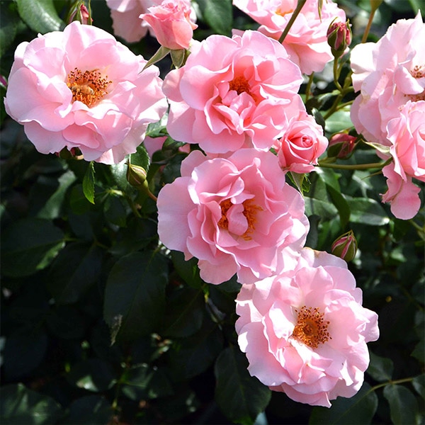 バラ苗 図鑑 リサ リサ Risa Risa 国産ノイバラ台木使用 | すべての