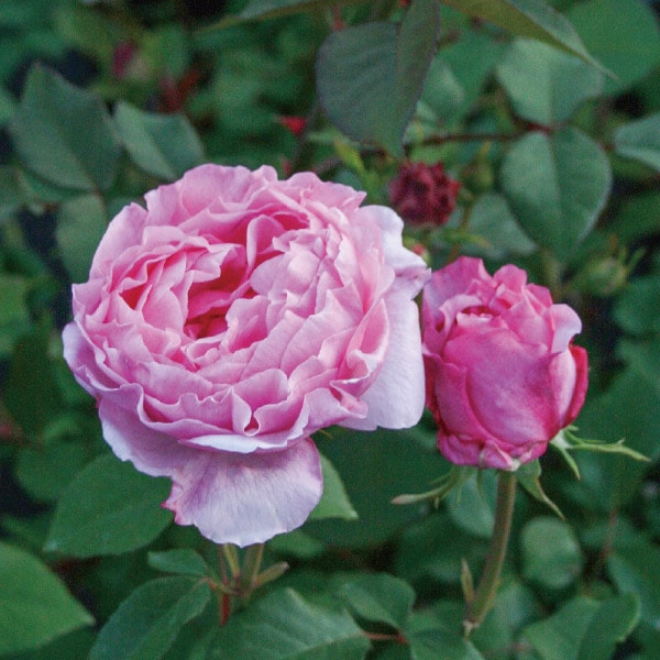 バラ苗 図鑑 レミ チャン Remi Chang 国産ノイバラ台木使用 | すべての