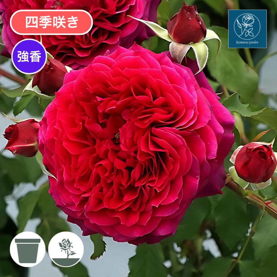 バラ苗 スタンダードローズ 2026 アンクレット STD 1.2m 国産ノイバラ
