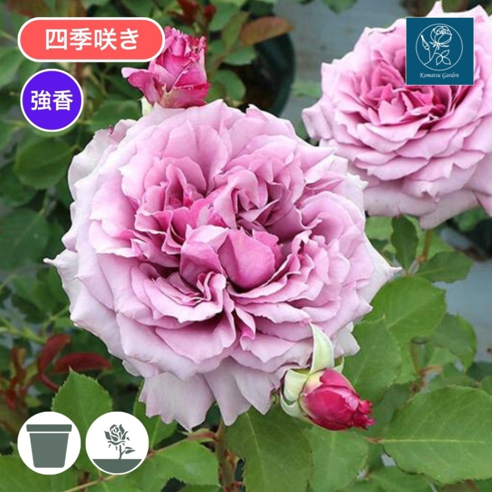 バラ苗 予約スタンダードローズ 2026 ウィンディー ナイト STD 1.2m