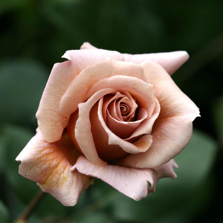 バラ苗 大苗 2026 ジュリア Julia 国産ノイバラ台木使用 | 大苗 2026