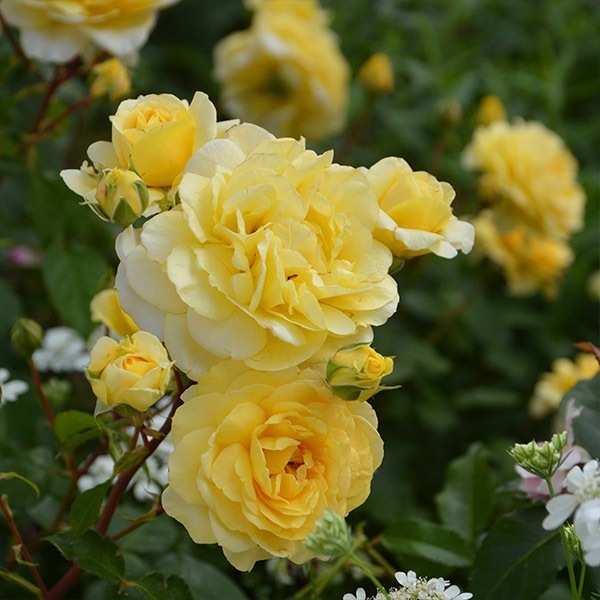 バラ苗 図鑑 グリスターン Gulistān 国産ノイバラ台木使用 | すべての