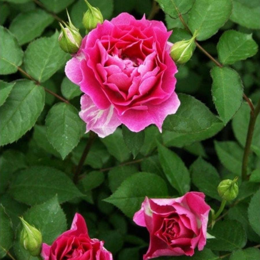 バラ苗 予約新苗 2026 シェエラザード Sheherazad 国産ノイバラ台木