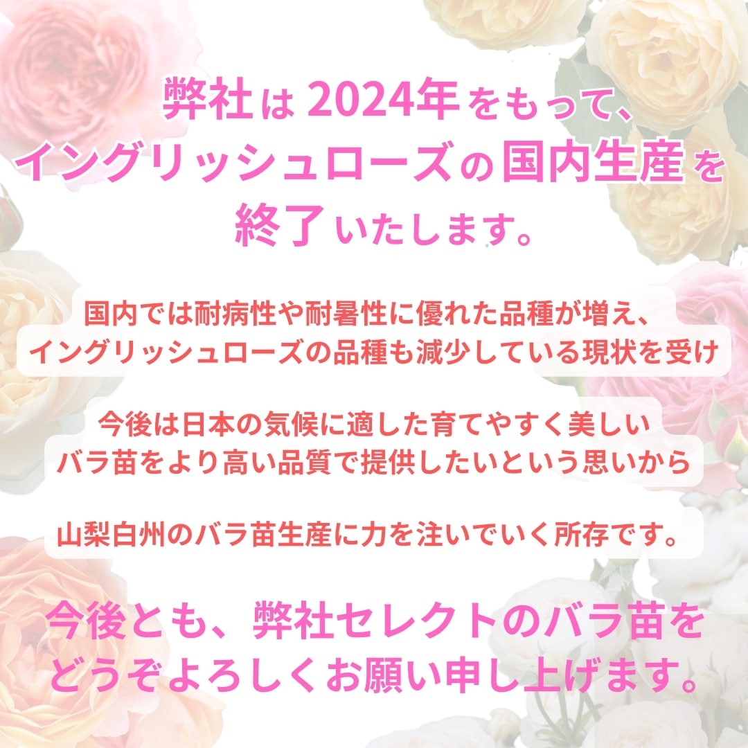 バラ苗 図鑑 ジェフ ハミルトン Geoff Hamilton 国産ノイバラ台木使用