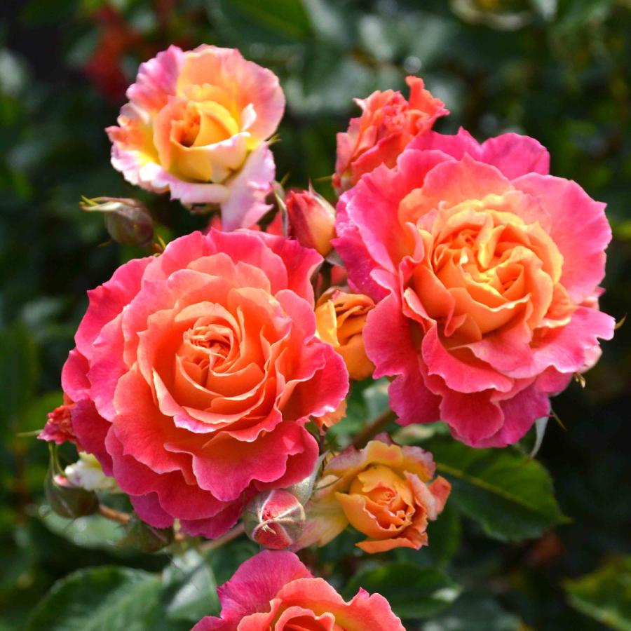 1_000000004768.jpg?1755157704