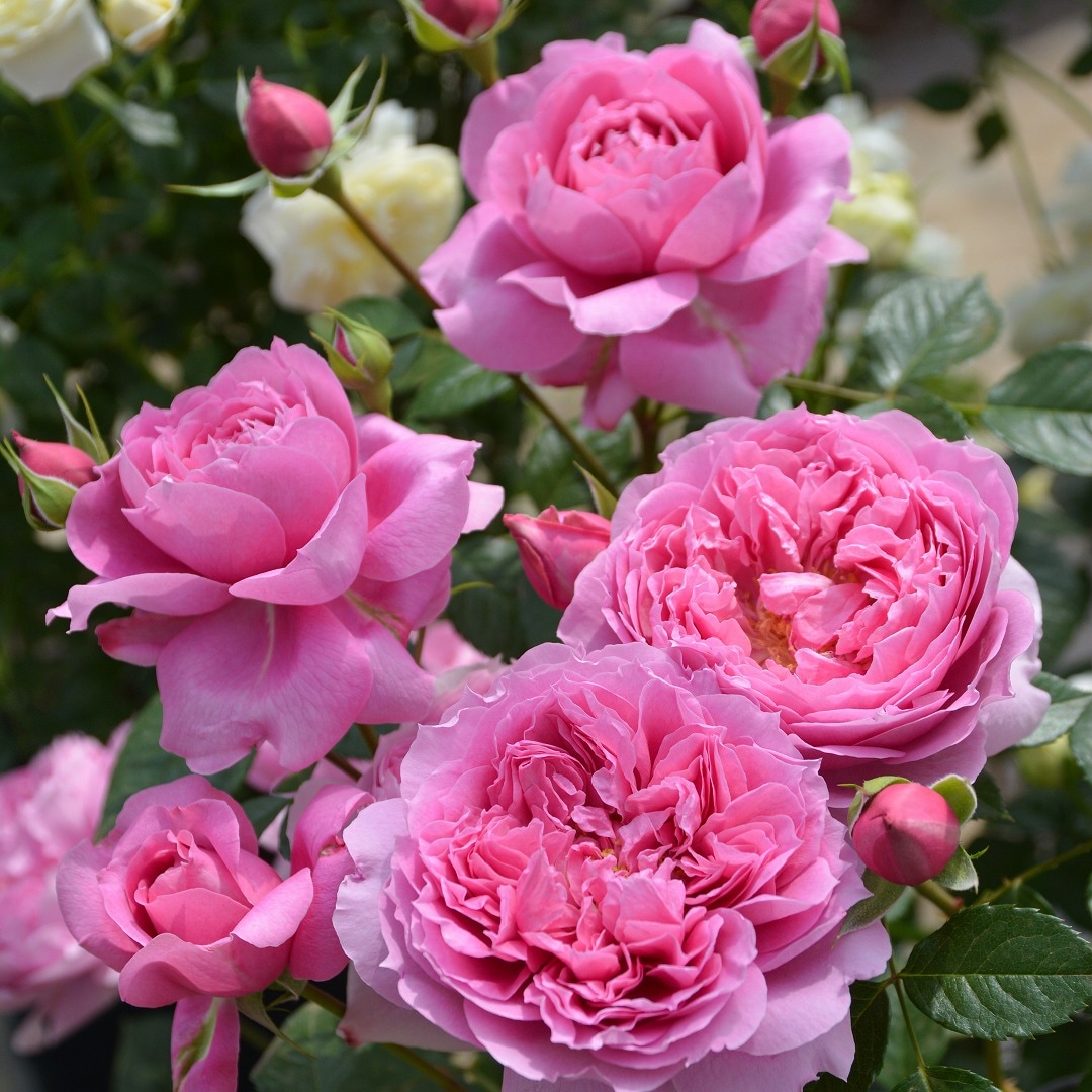 バラ苗 予約新苗 2026 プリマヴィスタ Prima vista 国産ノイバラ台木