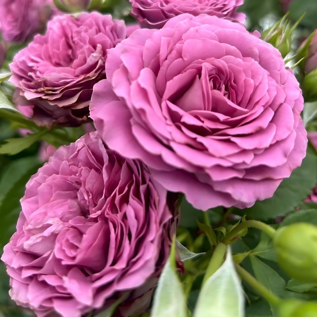 バラ苗 予約新苗 2026 ルナリィ Lunaly 国産ノイバラ台木使用 | 予約新