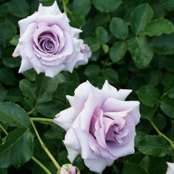 バラ苗 図鑑 アシュラ Asura 国産ノイバラ台木使用 | 系統から探す