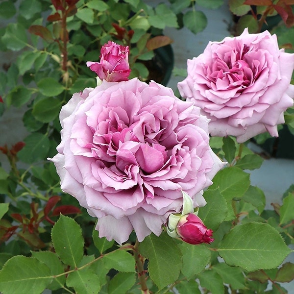 4_000000003996.jpg?1740451560