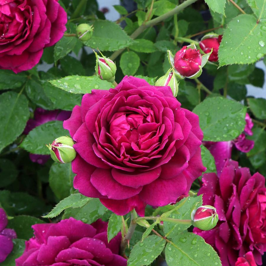 バラ苗 スタンダードローズ 2026 真夜 まよ Mayo STD 1.2m 国産