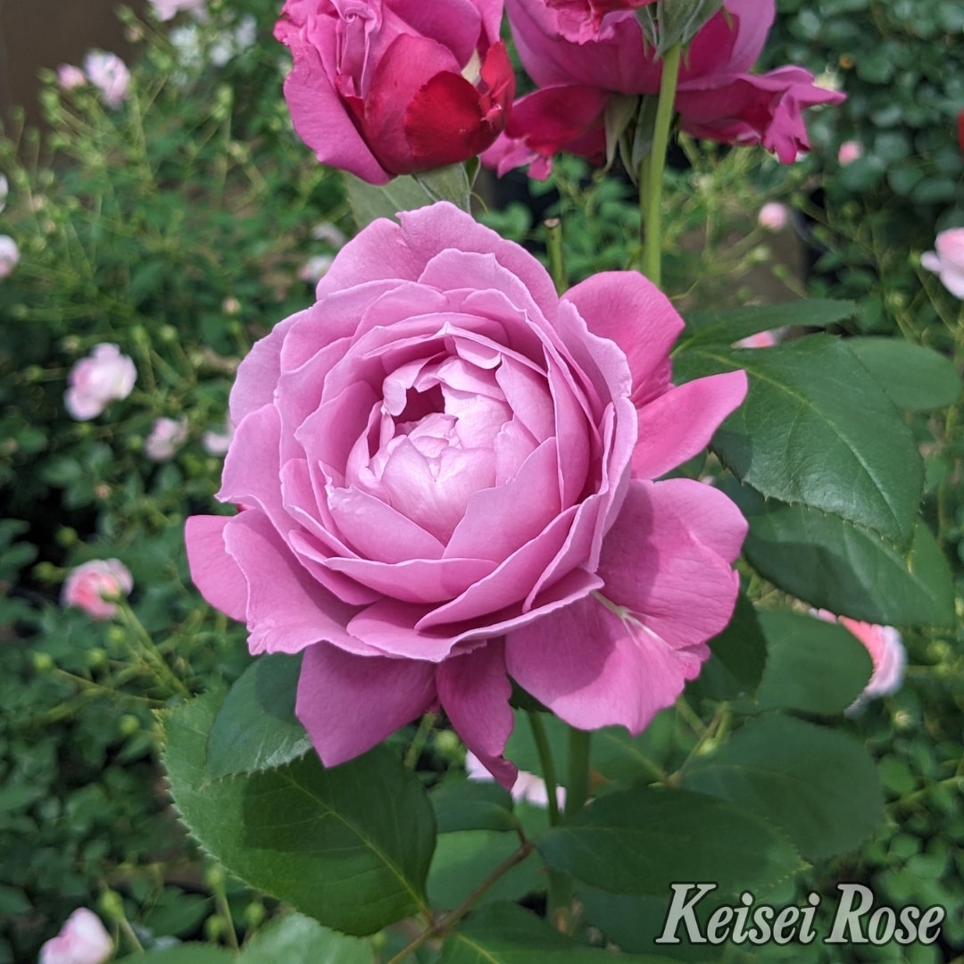 バラ苗 大苗 2026 恋いづな Koiizuna 国産ノイバラ台木使用 | 大苗