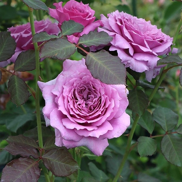 オルゴナイト バラ ディープローズクォーツ＆ ガーネット オルゴナイト