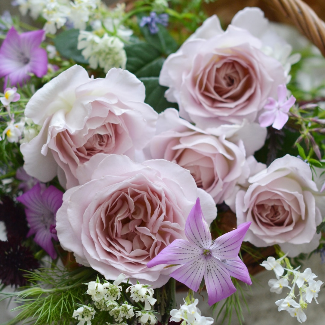 バラ苗 予約新苗 2026 タフタ Taffetas 国産ノイバラ台木使用 | 予約新