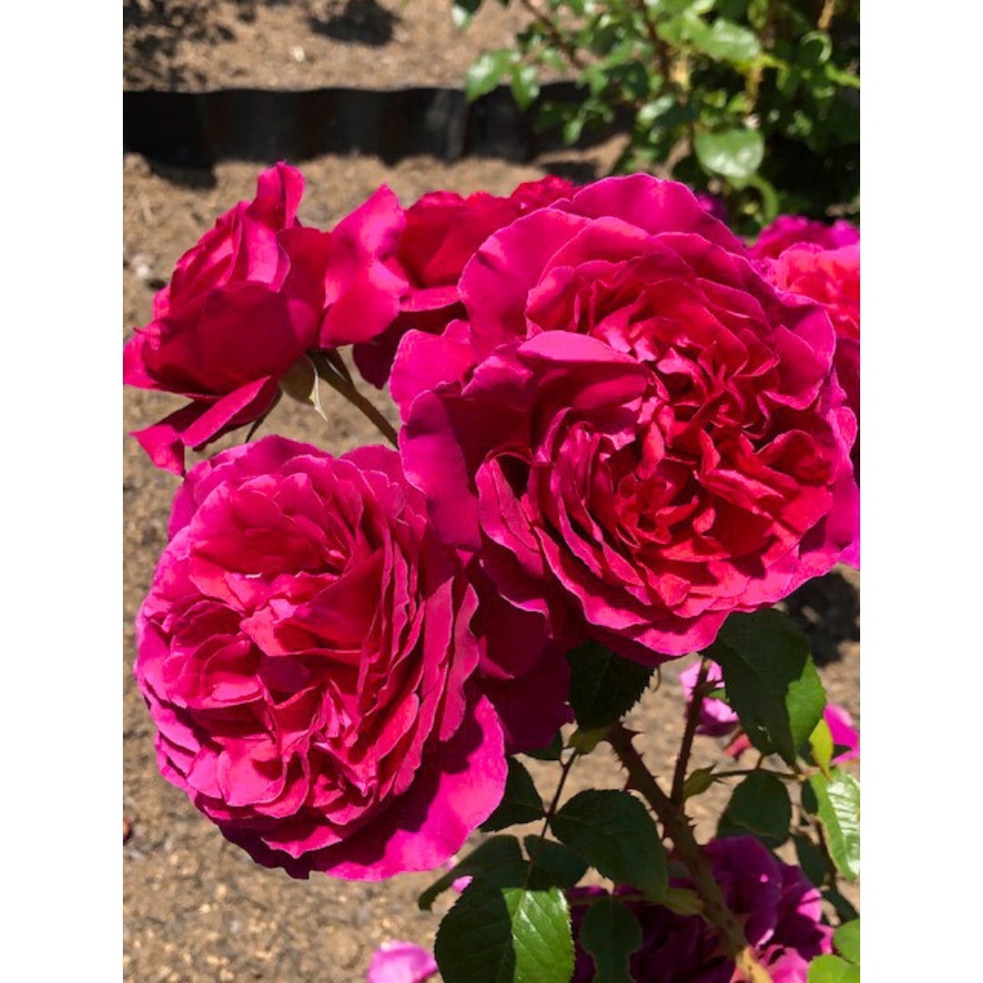 バラ苗 大苗 2026 彩 あや Aya 国産ノイバラ台木使用 | 大苗 2026