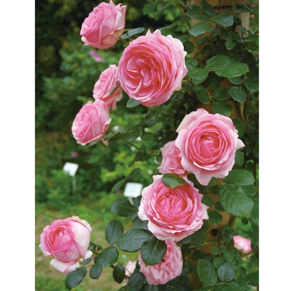 バラ苗 図鑑 つる ヒストリー History,Climbing 国産ノイバラ台木使用