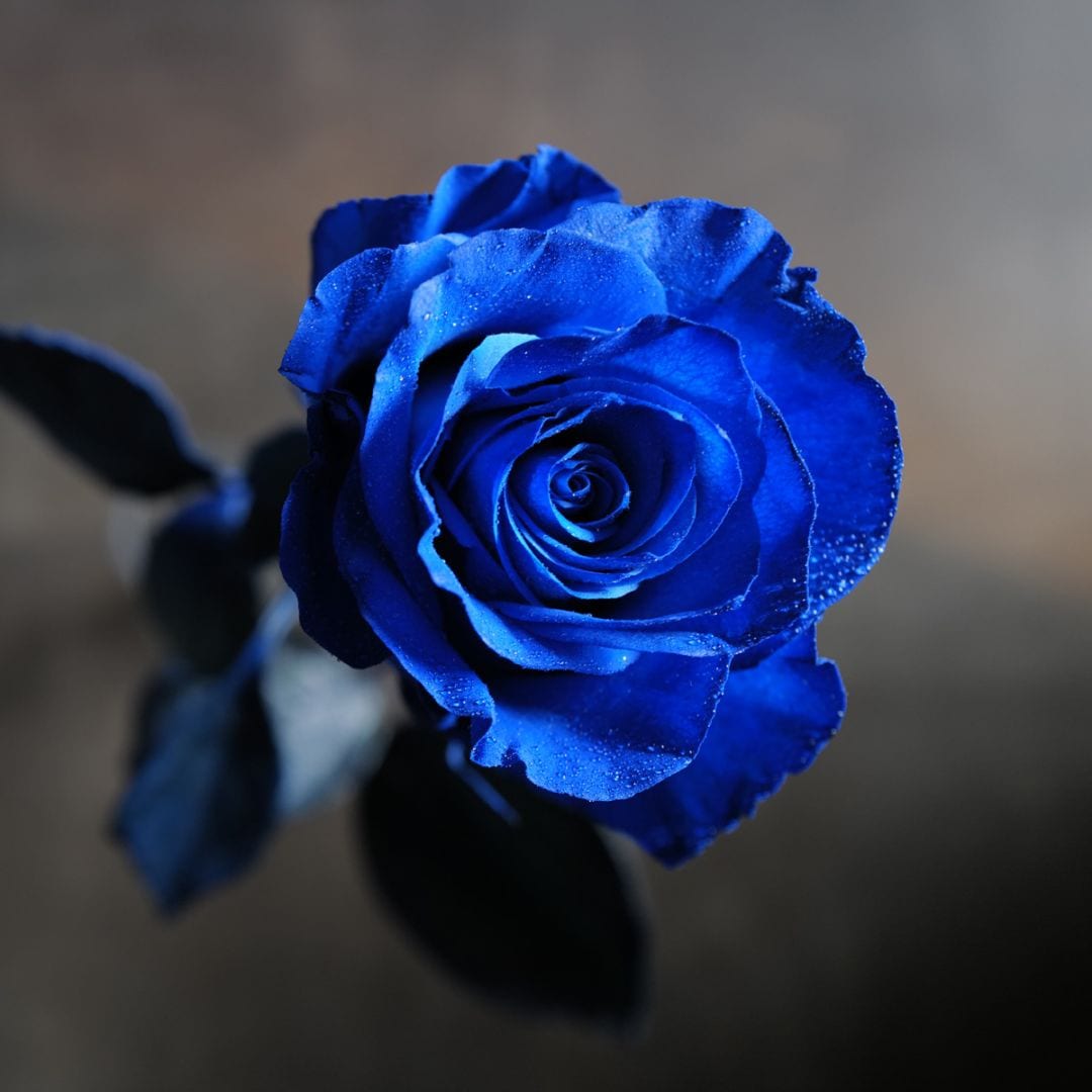 青いバラ 本数指定 | バラ・生花,青いバラ,本数指定 | ROSESHOP 青い