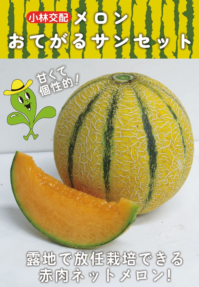 小林種苗 メロン種子 おてがるサンセット＊種子有効期限2026年9月末