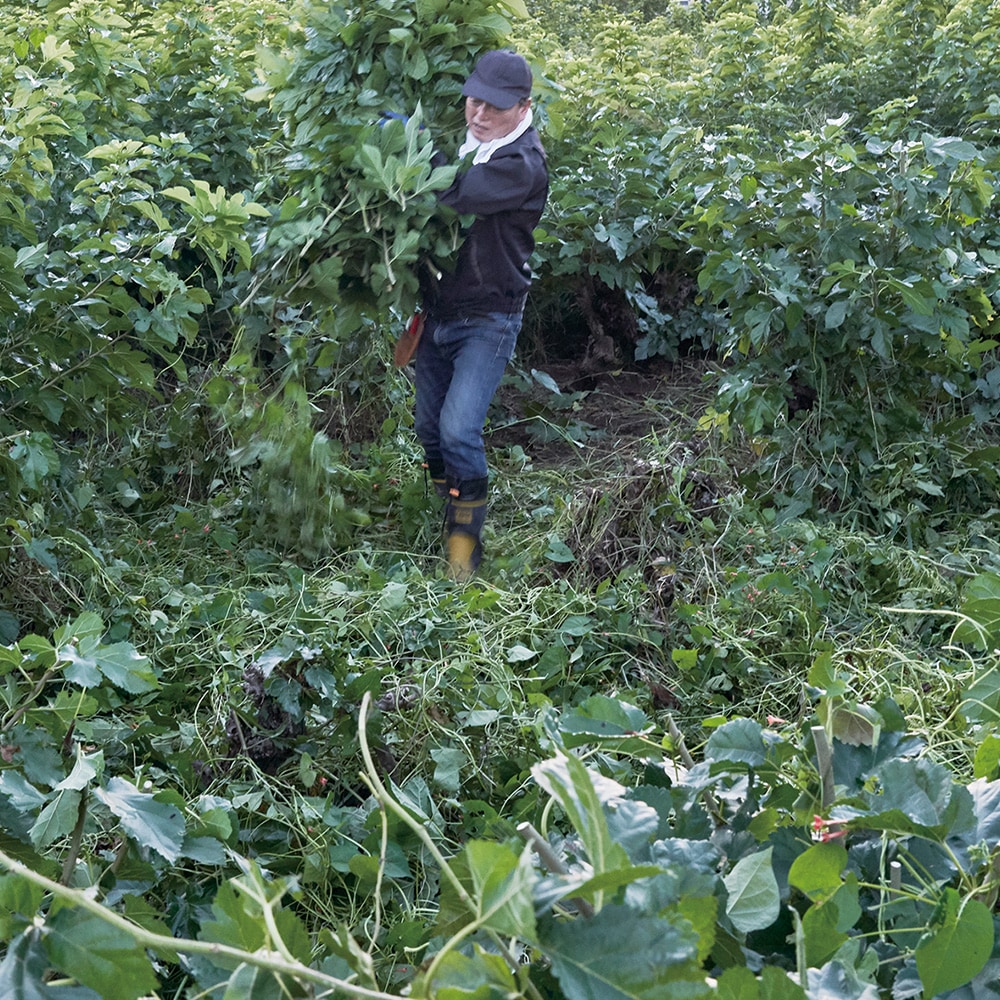 上州絹屋｜上州絹タオル フェイスタオル | KONCENT Web shop｜アッシュ