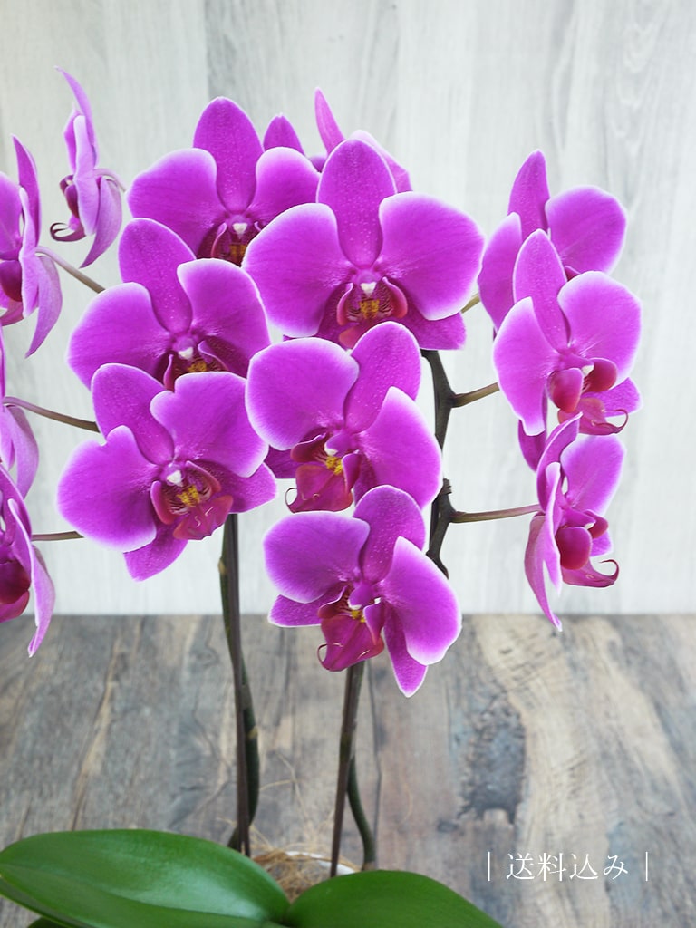 LOIRparis NINE Fleurs bordeaux ロンパース 24M LOIRparis NINE