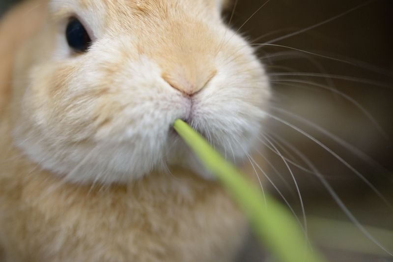 2025高原の朝採り牧草「麦」ヤング 450g ※2025年8月22日発売 ※1週間